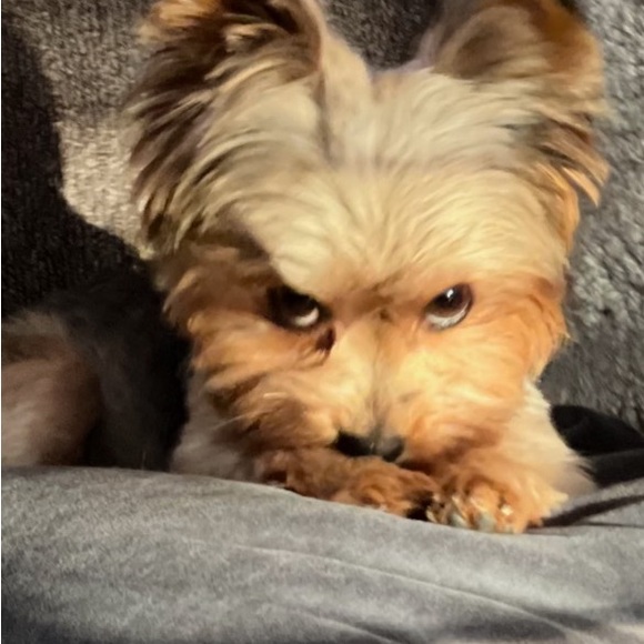 leslietrcchltn
